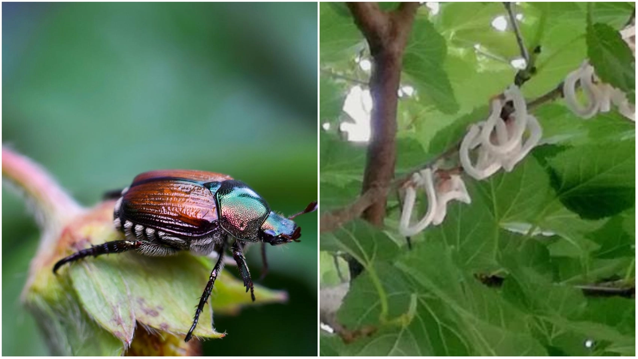 Popillia e Takahashia japonica: i due insetti che proliferano nel verde di Milano