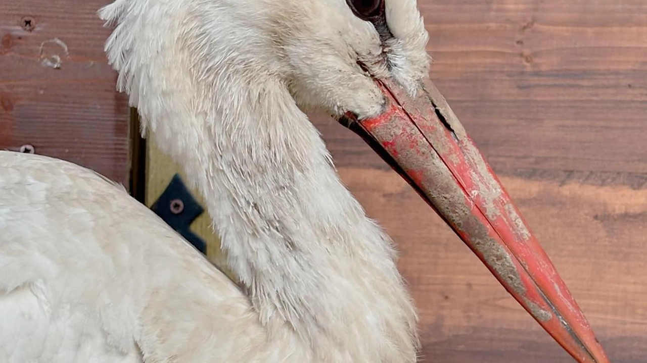 Girovagava in un campo agricolo a Lacchiarella, visibilmente deperita, con problemi a deambulare e incapace di spiccare il volo... Girovagava in un campo agricolo a Lacchiarella, visibilmente deperita, con problemi a deambulare e incapace di spiccare il volo...