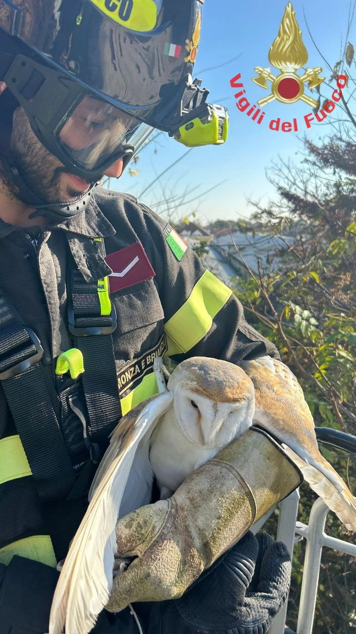 Il barbagianni recuperato dai vigili del fuoco