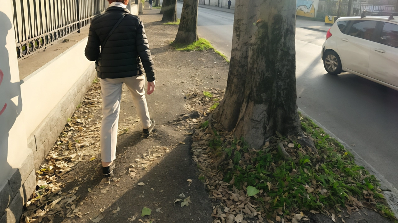 Anche i bagolari a lungo andare sono diventati un pericolo per i pedoni sui marciapiedi verso Brugherio Anche i bagolari a lungo andare sono diventati un pericolo per i pedoni sui marciapiedi verso Brugherio