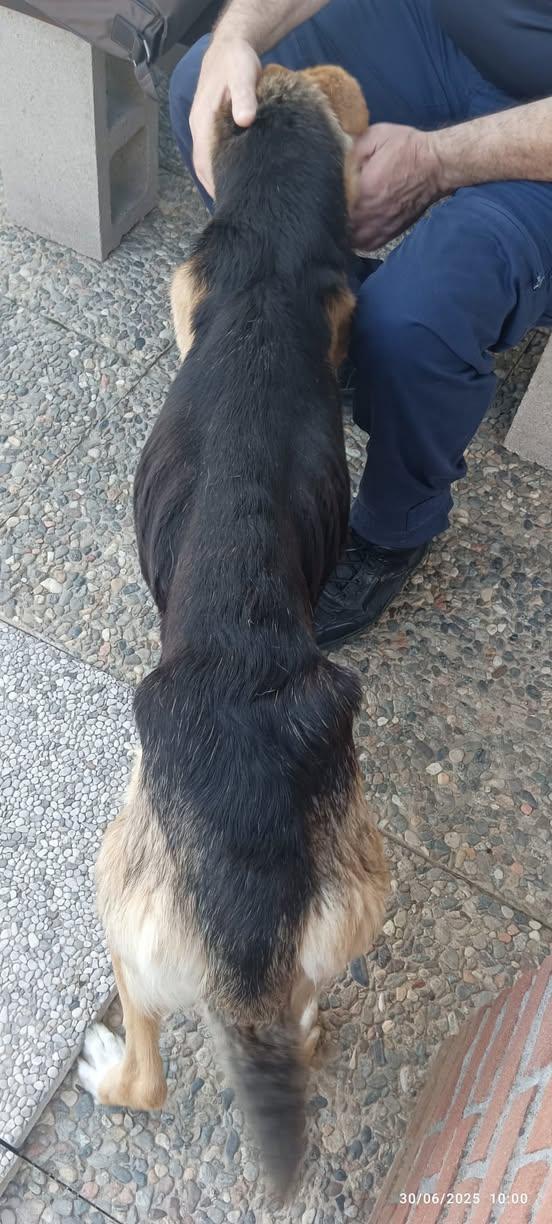 Pavia, cane malnutrito salvato dalla Guardie zoofile Pavia, cane malnutrito salvato dalla Guardie zoofile
