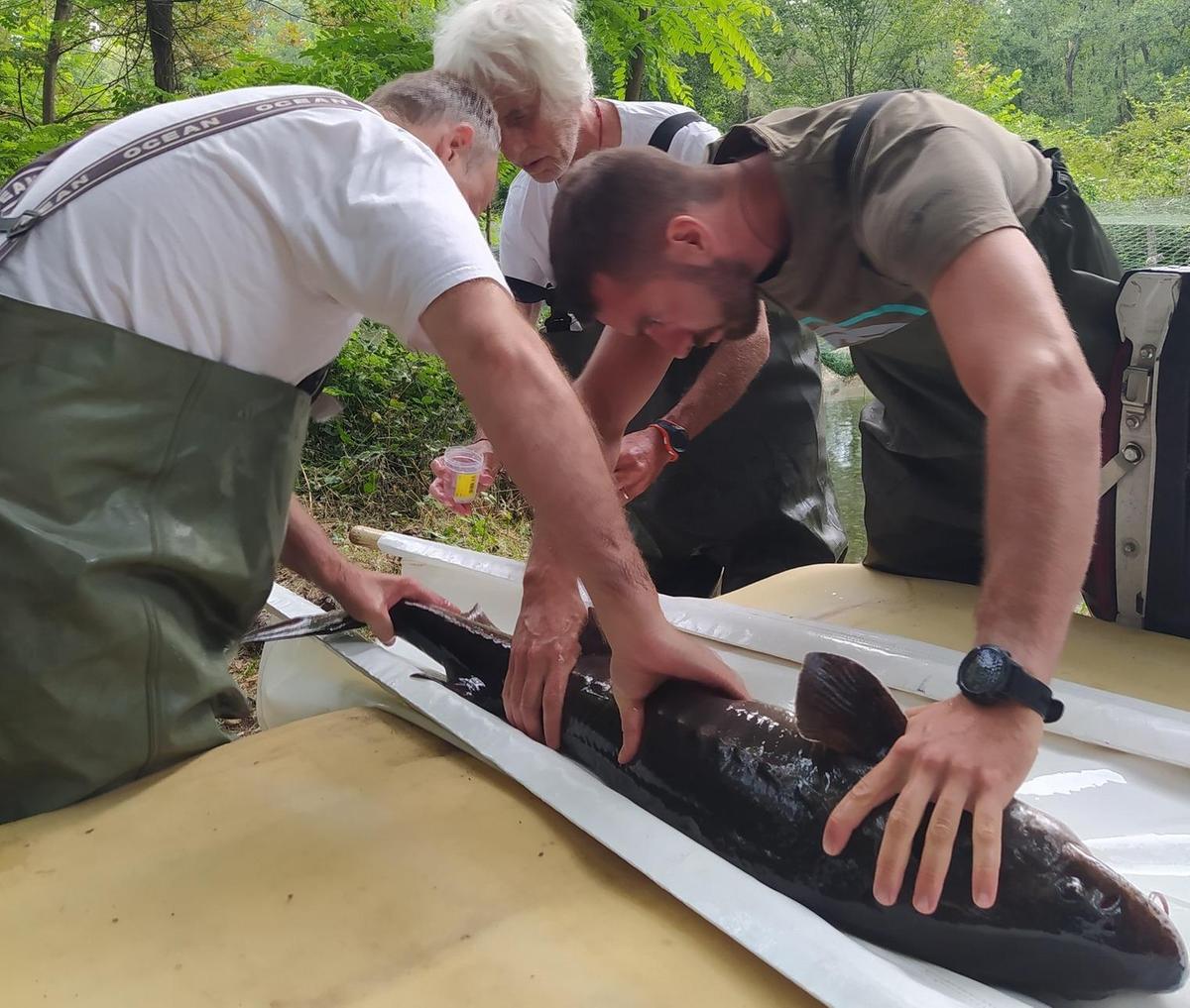 Ticino laboratorio ecologico. Studio sugli effetti del clima nelle migrazioni delle specie