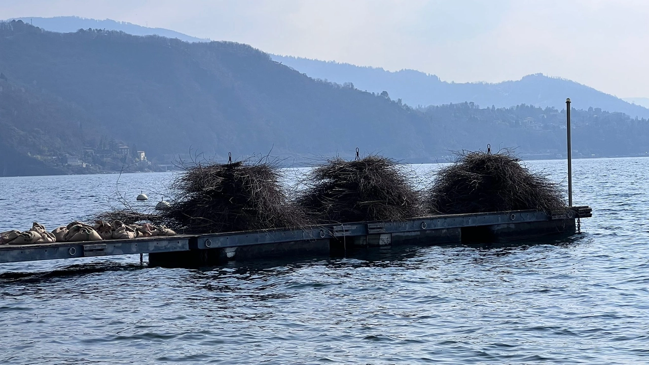 A Luino la posa delle fascine a tutela del pesce persico reale