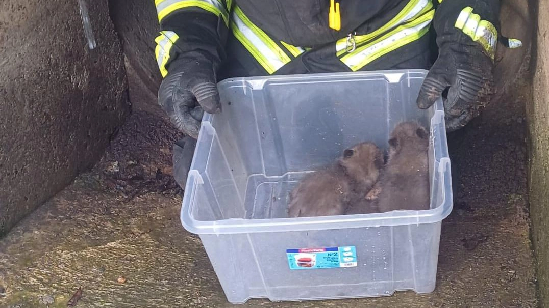 I cuccioli di volpe salvati dai vigili del fuoco all’interno di un canale irriguo