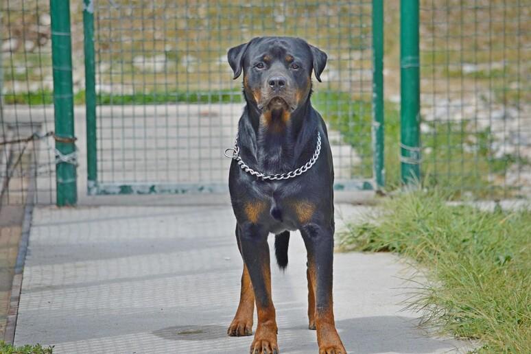 La Lombardia e il patentino per 26 razze di cani: valanga di reazioni (positive e negative). I dubbi: chi paga? Cosa succede se non si passa l’esame? La Lombardia e il patentino per 26 razze di cani: valanga di reazioni (positive e negative). I dubbi: chi paga? Cosa succede se non si passa l’esame?