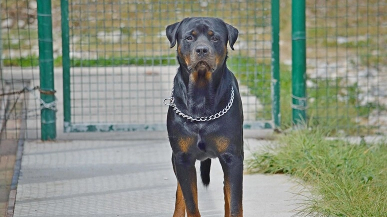 Un rottweiler (foto repertorio Ansa) Un rottweiler (foto repertorio Ansa)