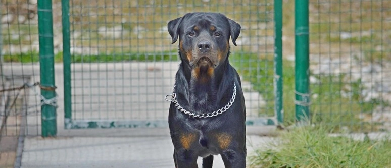 La Lombardia e il patentino per 26 razze di cani: valanga di reazioni (positive e negative). I dubbi: chi paga? Cosa succede se non si passa l’esame?