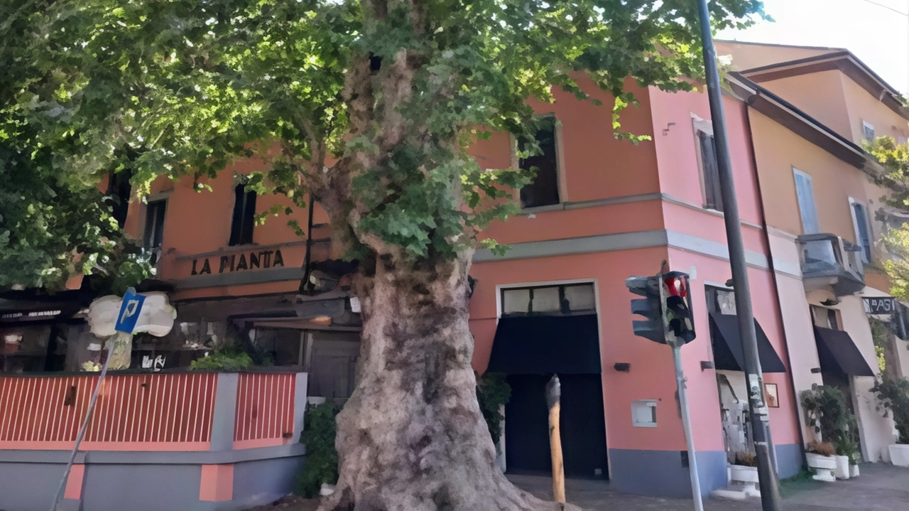 Non solo piante fragili e malate. A Milano, tra viale Affori e via Pellegrino Rossi, c’è un platano da record... Non solo piante fragili e malate. A Milano, tra viale Affori e via Pellegrino Rossi, c’è un platano da record...