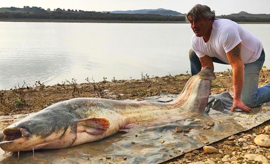 Rabbia e frustrazione sul lago d’Iseo: “Qui non peschiamo più nulla, tutta colpa del pesce siluro” Rabbia e frustrazione sul lago d’Iseo: “Qui non peschiamo più nulla, tutta colpa del pesce siluro”