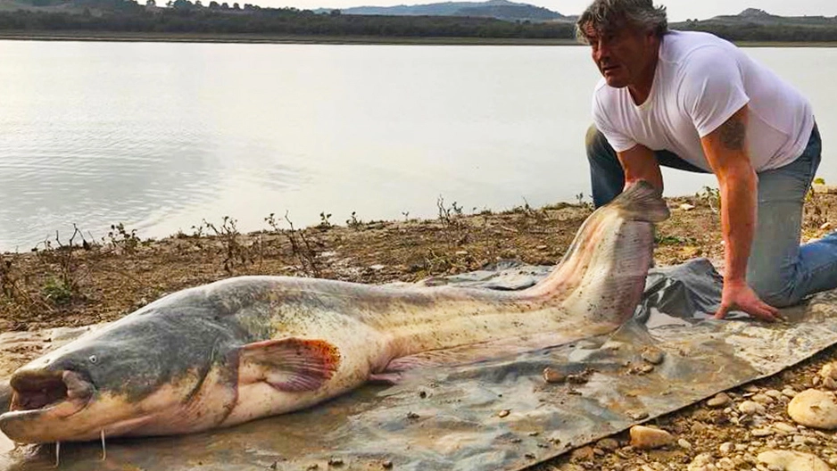 Un esemplare di pesce siluro Un esemplare di pesce siluro