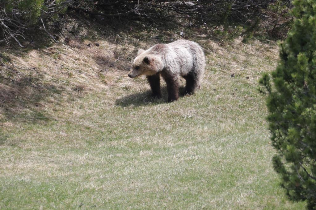 mamma orsa e i suoi due cuccioli a spasso per il parco dell alto garda