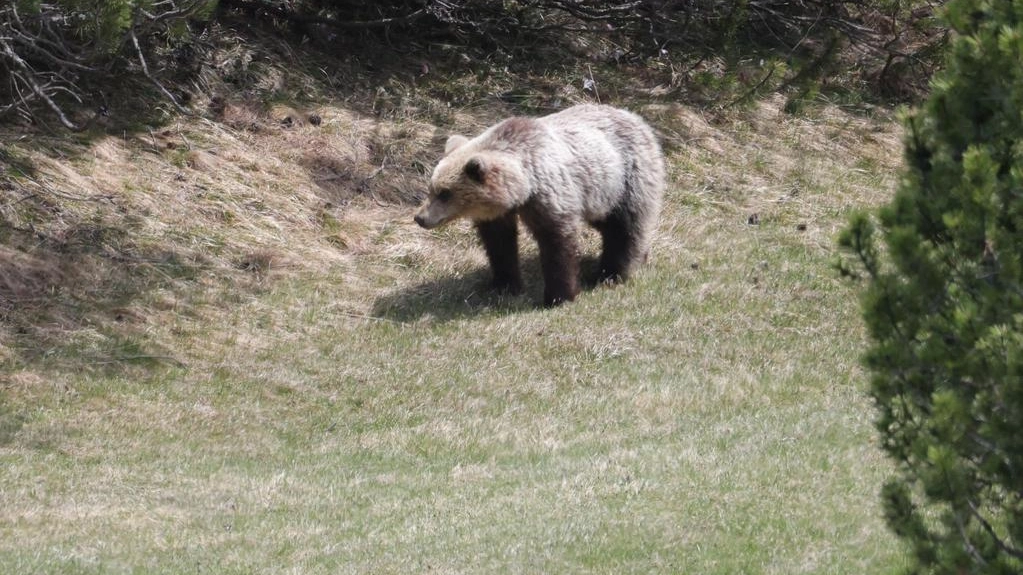 L'orso avvistato la scorsa settimana in Valfurva L'orso avvistato la scorsa settimana in Valfurva