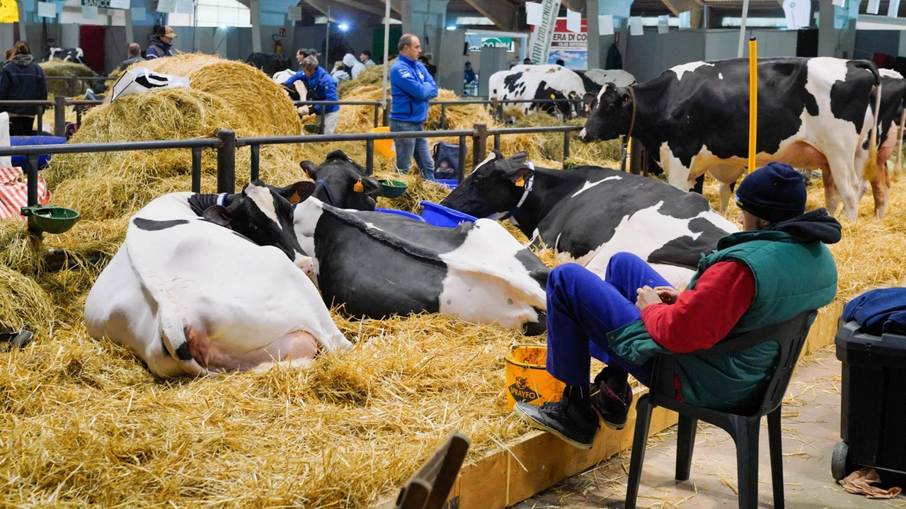 Confermata la cancellazione del concorso bovini. "Ma qualche mucca ci sarà". Tra le novità i biglietti “salva-fila“ e una seconda tensostruttura fissa.