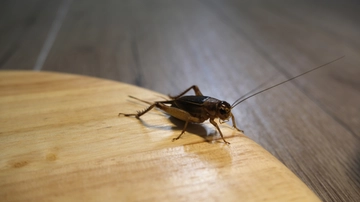 Grilli in casa, l’invasione come si spiega e quando finisce? Cosa c’è da sapere