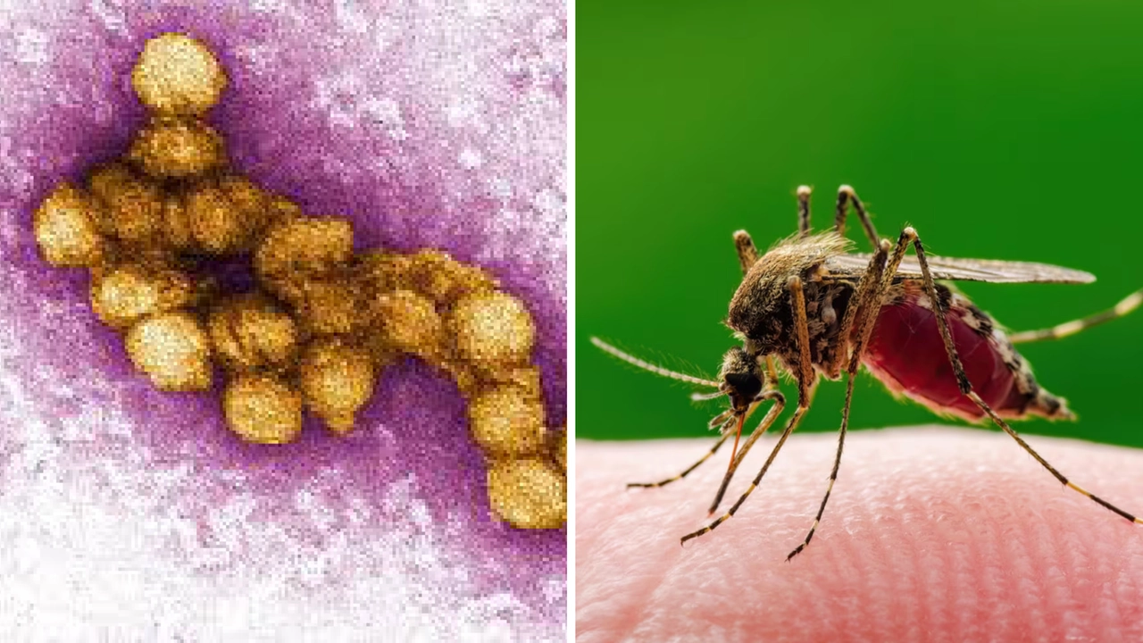 A sinistra, il virus West Nile al microscopio, trasmesso dalle zanzare Aedes A sinistra, il virus West Nile al microscopio, trasmesso dalle zanzare Aedes
