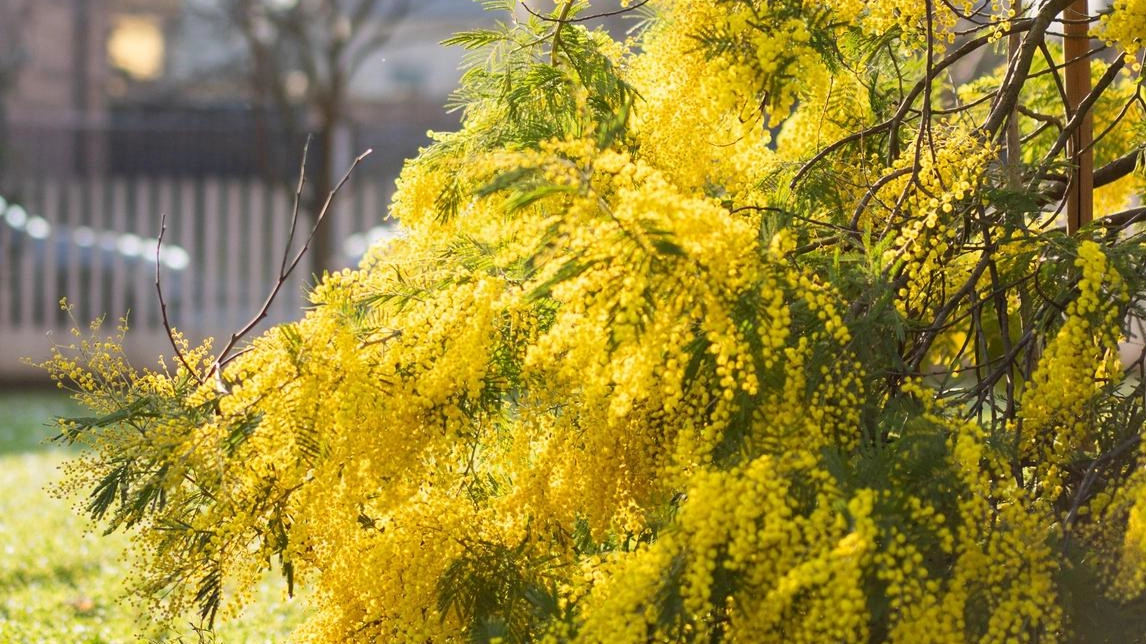 Come l’anno scorso nella vicina città di Bresso, con i fiori strappati dall’albero presente nel prato dell’Area Iso di via... Come l’anno scorso nella vicina città di Bresso, con i fiori strappati dall’albero presente nel prato dell’Area Iso di via...