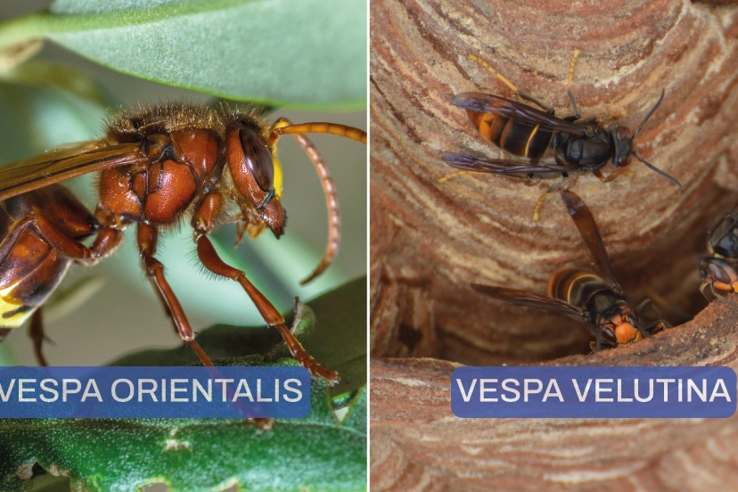Vespa orientalis e Vespa velutina: ecco come distinguerle