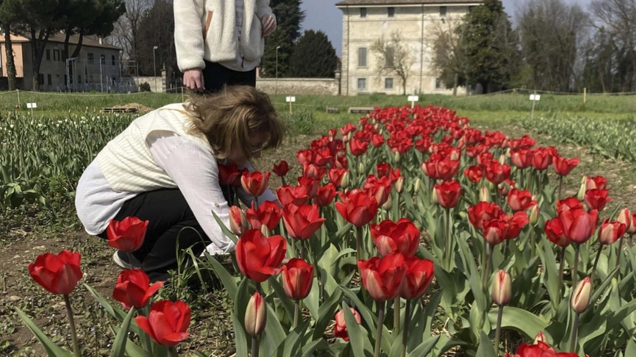 Le coltivazioni di fiori sono a ingresso libero con autoraccolta dei visitatori