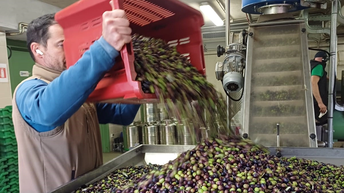 La stagione dell’olio su Garda e Iseo: “Raccolto scarso, ma qualità altissima”