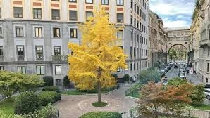 Ecco come apparirà la nuova piazza Duse abbellita dal gingko biloba Ecco come apparirà la nuova piazza Duse abbellita dal gingko biloba