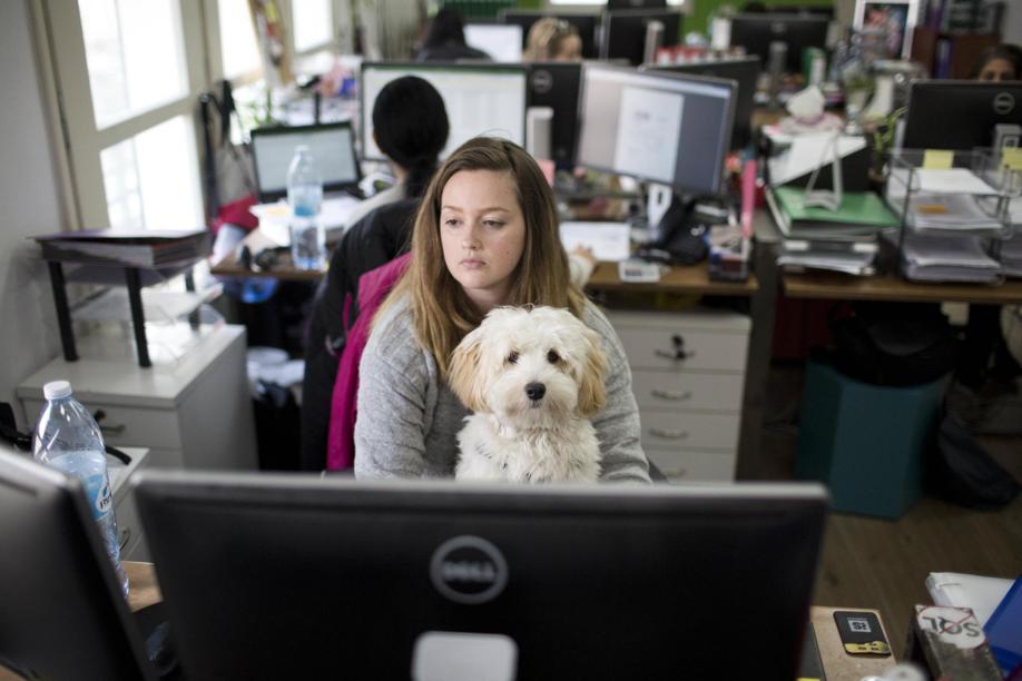 Arese, al lavoro in Comune con il cane: “Dipendenti più sereni in ufficio”