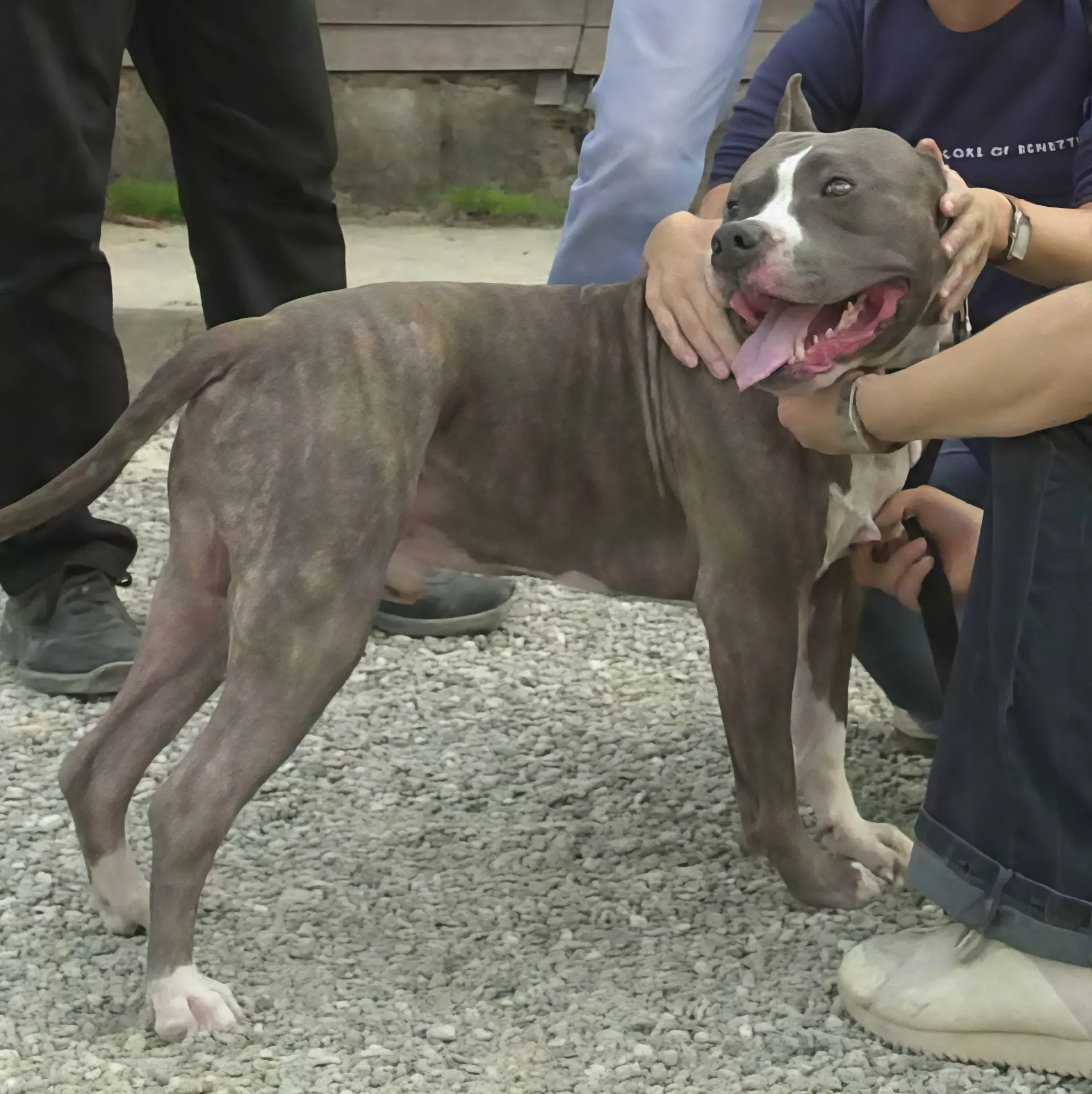 Hai cani pericolosi? Per la Lombardia il patentino non serve se hanno il pedigree (ma è polemica)