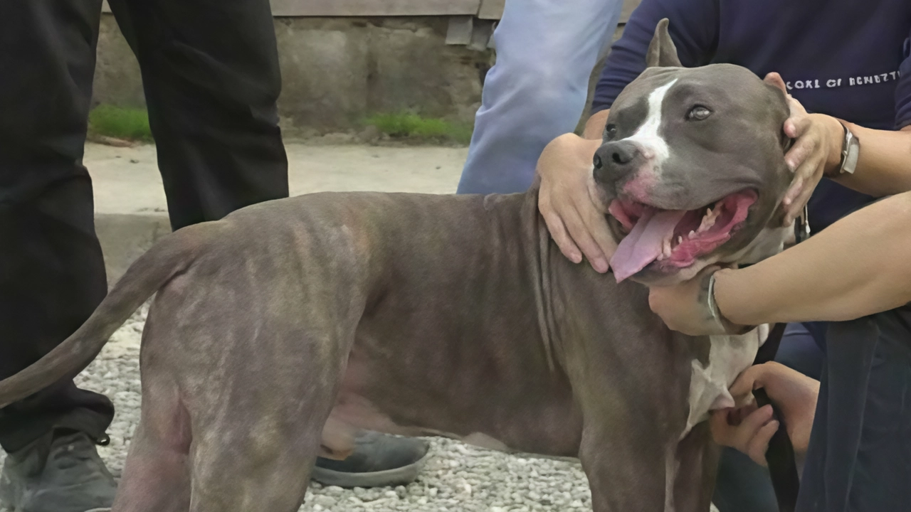 Hai cani pericolosi? Per la Lombardia il patentino non serve se hanno il pedigree (ma è polemica)