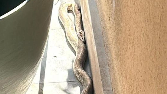 Il boa trovato a Cusano Milanino
