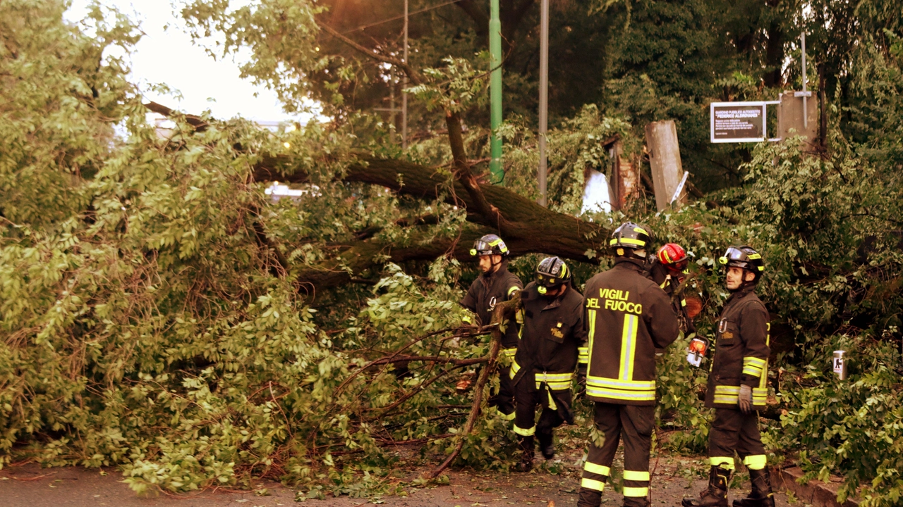 Vigili del fuoco in azione per alberi caduti al suolo a causa del maltempo Vigili del fuoco in azione per alberi caduti al suolo a causa del maltempo