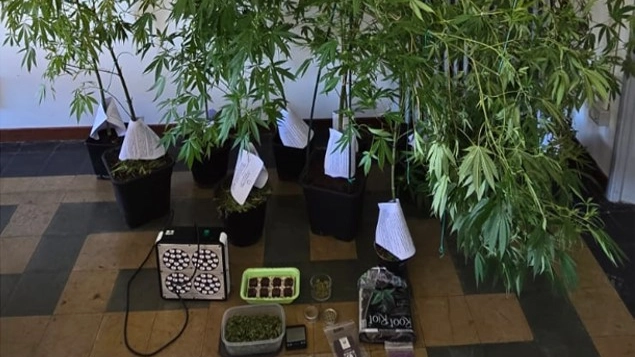 Piante di cannabis, incubatrici e lampade trovate nell'appartamento della coppia in via dei Frassini Piante di cannabis, incubatrici e lampade trovate nell'appartamento della coppia in via dei Frassini