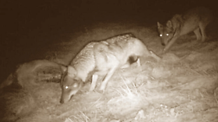 Uno dei branchi di lupi a spasso sulle Orobie immortalato dalle fototrappole della polizia provinciale bergamasca Uno dei branchi di lupi a spasso sulle Orobie immortalato dalle fototrappole della polizia provinciale bergamasca