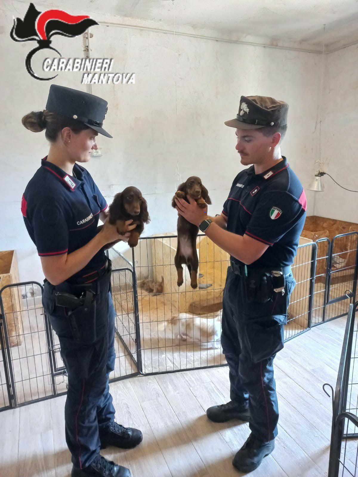 allevamento abusivo ad asola sequestrati 70 cuccioli di barboncino e bassotto denunciata la proprietaria e il veterinario connivente