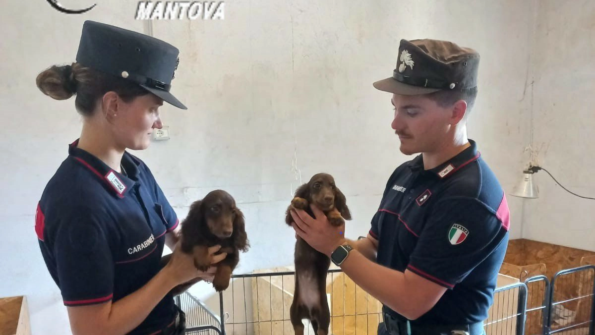 I carabinieri di Mantova nell'allevamento abusivo di Asola I carabinieri di Mantova nell'allevamento abusivo di Asola
