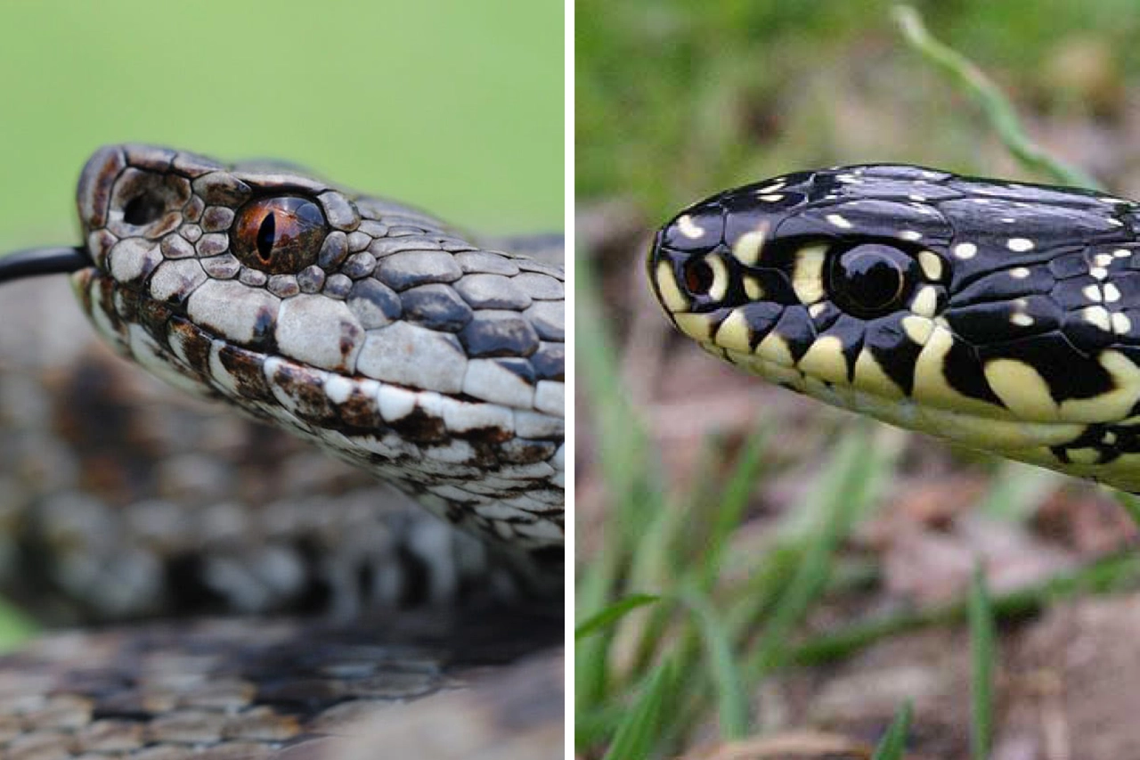 La vipera (a sinistra) ha il muso affusolato, gli occhi meno rotondi e la pupilla più sottile. La biscia (a destra) ha la testa più tondeggiante e gli occhi rotondi