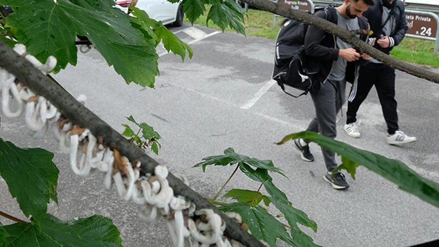 La Takahashia Japonica è una cocciniglia importata dall’Oriente dai filamenti cotonosi che la fanno assomigliare a un piccolo verme La Takahashia Japonica è una cocciniglia importata dall’Oriente dai filamenti cotonosi che la fanno assomigliare a un piccolo verme
