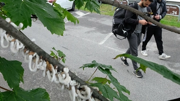 Gli alberi invasi dalla cocciniglia japonica, scatta il monitoraggio. Ma gli esperti della Regione rassicurano: “Nessun rischio per la salute”