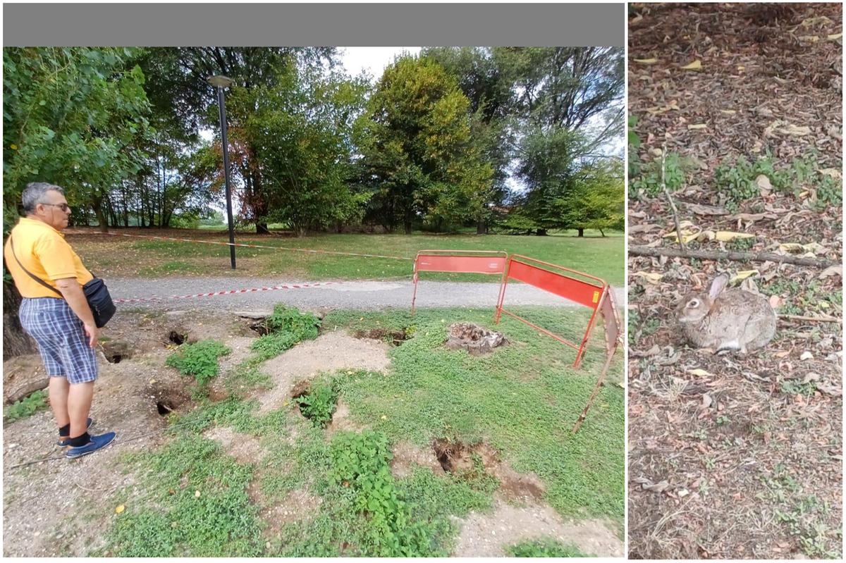 San Giuliano, al Parco dei Giganti scatta l’abbattimento di lepri e nutrie. Proteste e polemiche sui social San Giuliano, al Parco dei Giganti scatta l’abbattimento di lepri e nutrie. Proteste e polemiche sui social