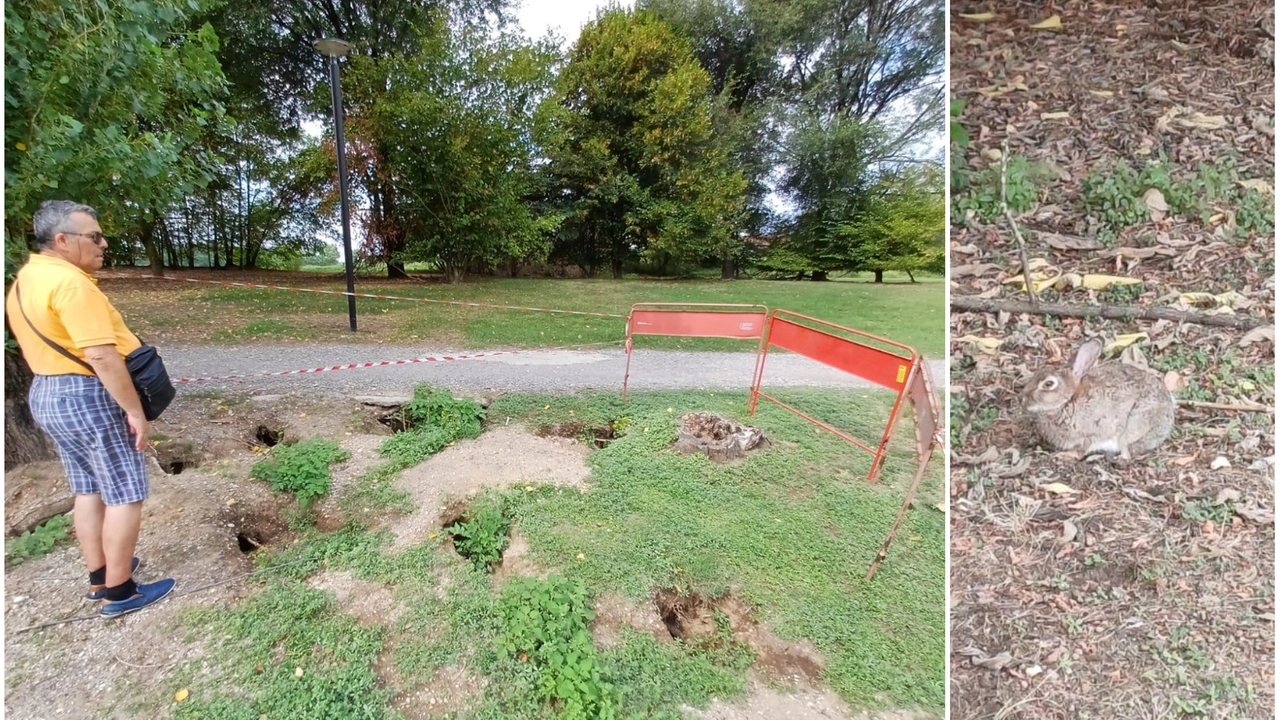 Operazione al parco dei Giganti di San Giuliano, a destra un leprottino Operazione al parco dei Giganti di San Giuliano, a destra un leprottino