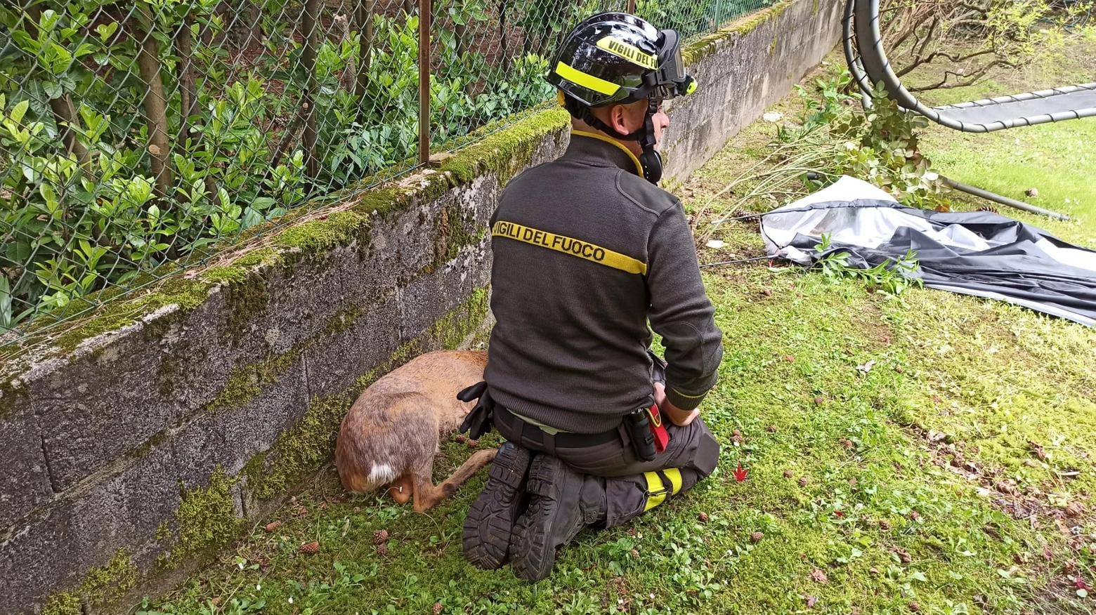 Il piccolo capriolo salvato dai vigili del fuoco a Besozzo (Varese)