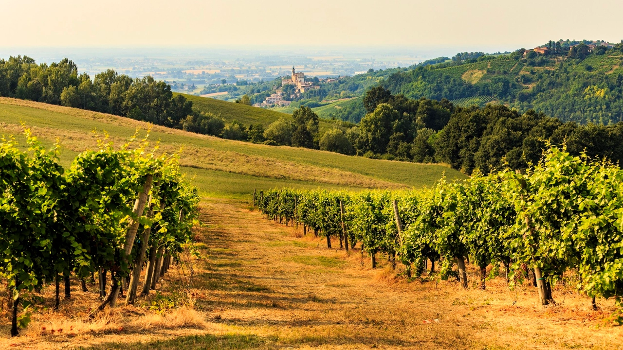Sono oltre seicento le aziende vinicole associate a Terre d’Oltrepò Sono oltre seicento le aziende vinicole associate a Terre d’Oltrepò