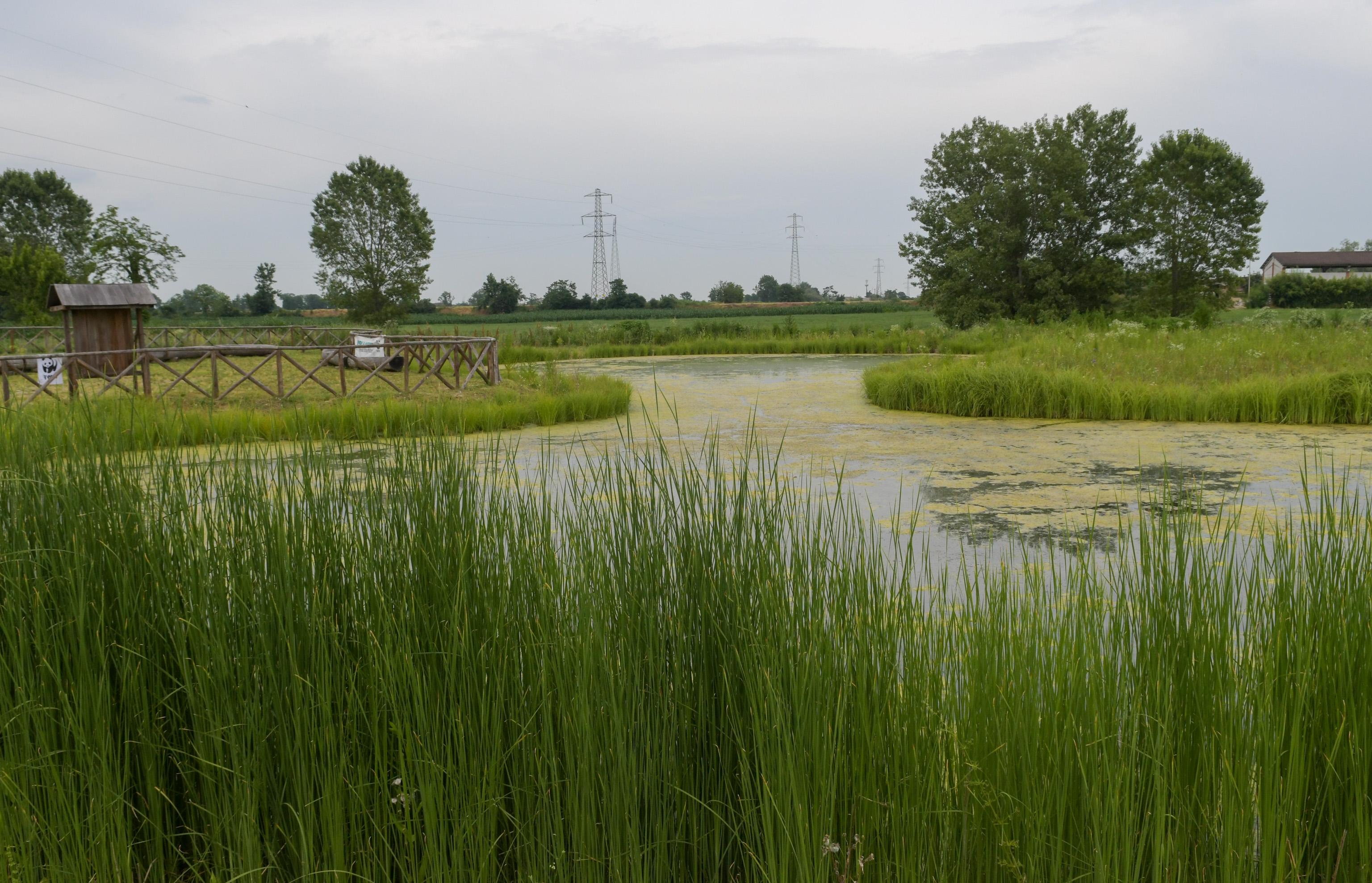 San Giuliano Milanese, torna a vivere l’oasi del Maresco Pontile: un ettaro di zona umida al confine con Mediglia riqualificato dal Wwf