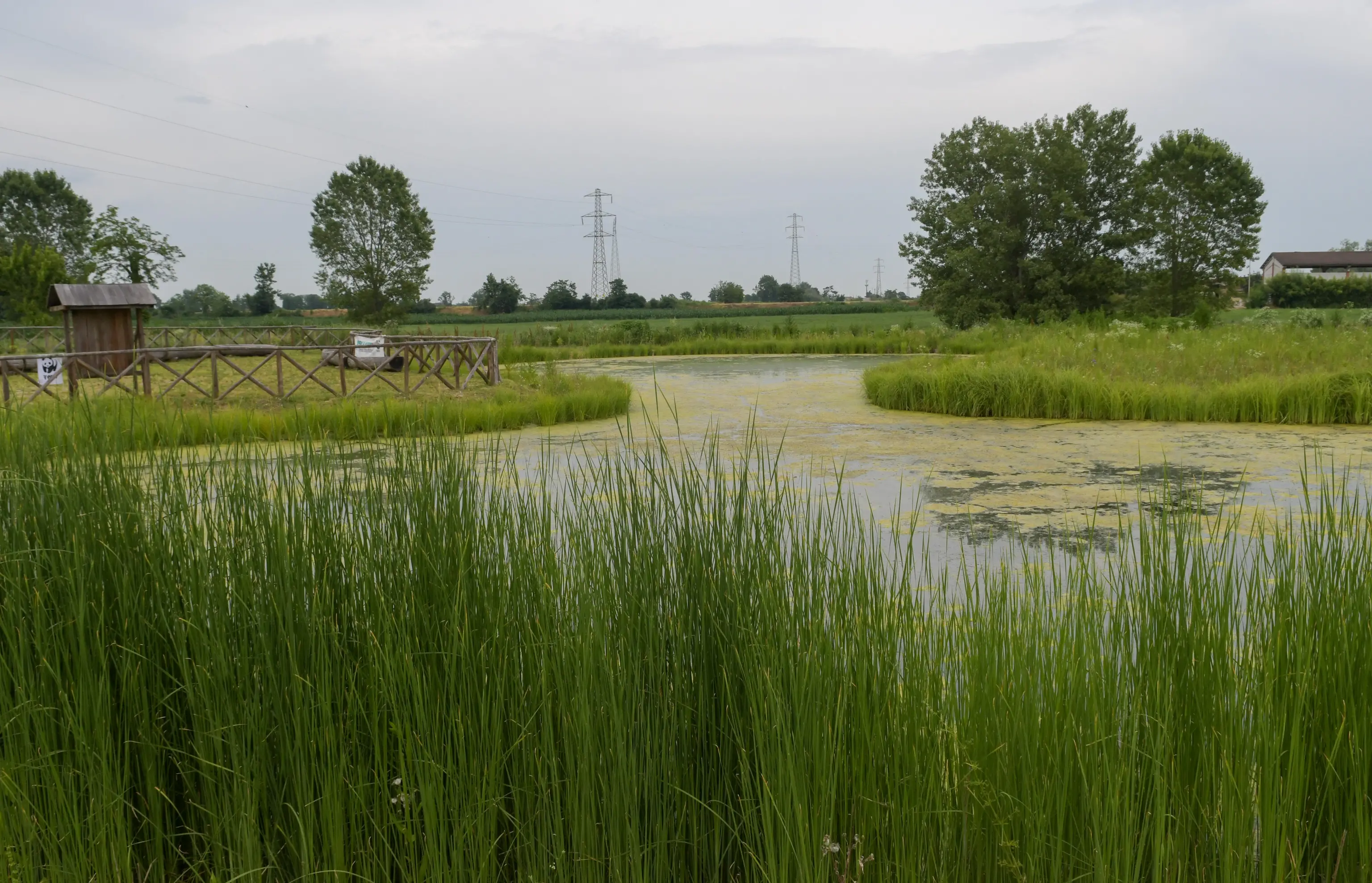 San Giuliano Milanese, torna a vivere l’oasi del Maresco-Pontile: un ettaro di zona umida al confine con Mediglia riqualificato dal Wwf
