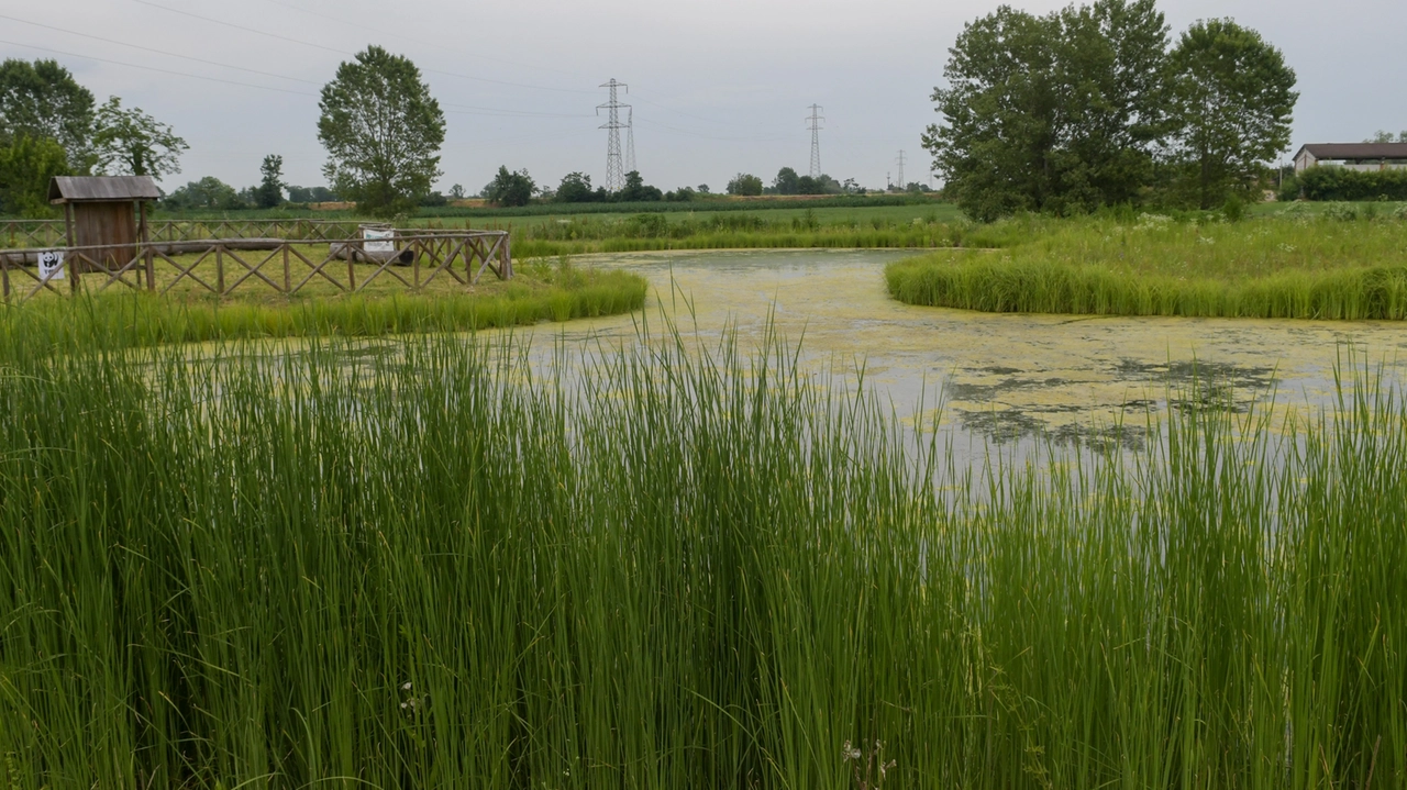 L'oasi del Maresco-Pontile è una vera e propria zona umida tipica della Pianura Padana