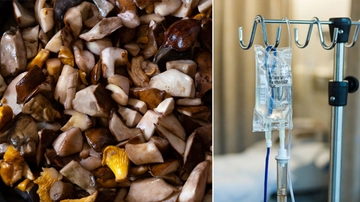 Mangiano i funghi raccolti crudi e cotti: 4 intossicati, terapia salvavita in ospedale