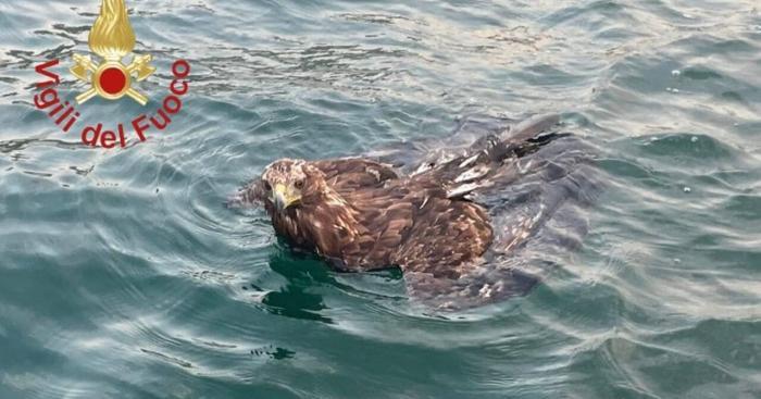Lezzeno, aquila in difficoltà nelle acque del lago di Como: salvata dai vigili del fuoco