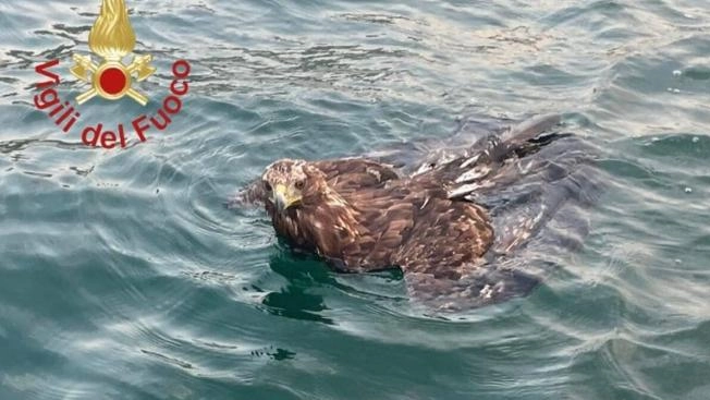 L'aquila salvata nel lago di Como L'aquila salvata nel lago di Como