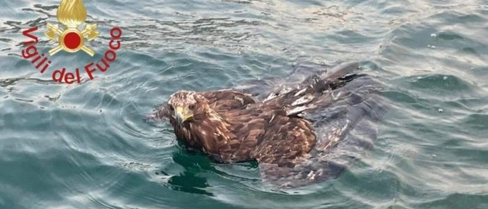 Lezzeno, aquila in difficoltà nelle acque del lago di Como: salvata dai vigili del fuoco