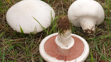 Cena con funghi velenosi e muore a 92 anni, la moglie è fuori pericolo. Ecco quali hanno mangiato