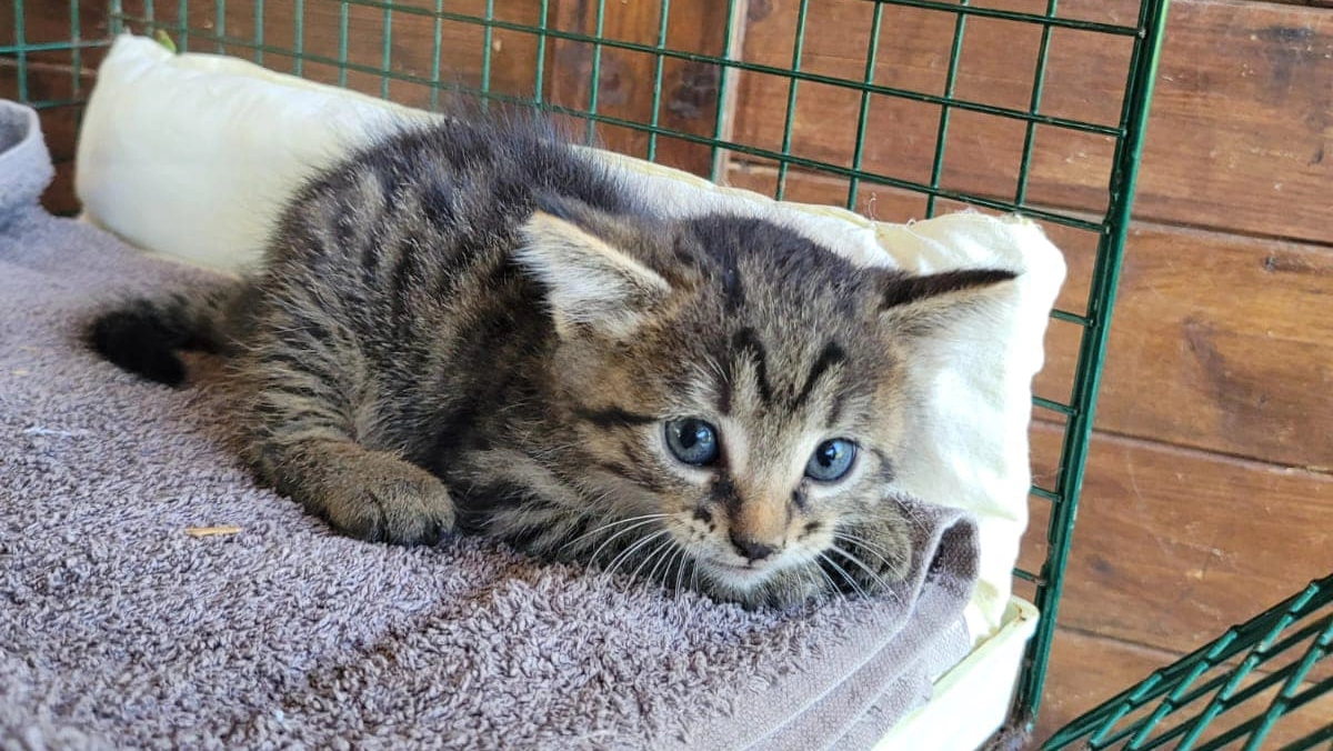 Il gattino salvato dopo essere stato gettato da un'auto (Foto Facebook Gattile Desenzano) Il gattino salvato dopo essere stato gettato da un'auto (Foto Facebook Gattile Desenzano)