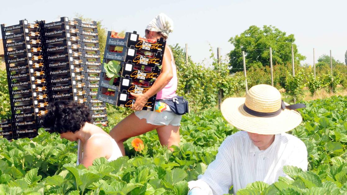 Goito, lavoro nero: stranieri costretti a fotografare il raccolto per farsi pagare 80 centesimi al chilo